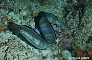Conger cinereus Congre a moustache-Wakatobi Moga Island-10m-20180530nuit-Denis-ADER-DSC_2390_tn
